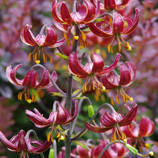 Die nach unten gerichteten, kastanienbraunen Blütenbüschel der Lilium martagon 'Claude Shride' von Verberghe zeichnen sich durch gewellte Blütenblätter und auffällige gelbe Staubblätter aus und stehen inmitten von üppigem Grün und anderen insektenfreundlichen Blüten.