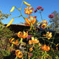 Leuchtend orangefarbene Lilium henryi (Henrys Lilie, Weijers) mit gewellten Blütenblättern und hoher Krankheitsresistenz blühen inmitten von grünem Laub und violetten Blüten in einem sonnendurchfluteten Garten, im Hintergrund sind ein Haus, ein Sonnenschirm und ein blauer Himmel zu sehen.