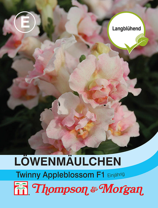 Löwenmaul Twinny Appleblossom F1 Hybride - Königliche Gartenakademie
