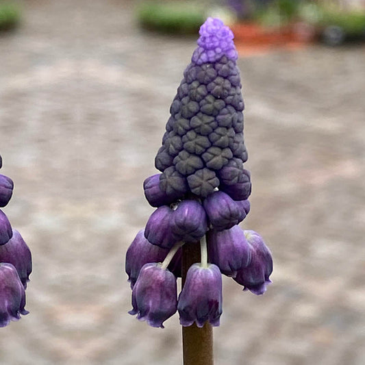 Nahaufnahme von Weijers Muscari latifolium Breitblättrige Traubenhyazinthe im April/Mai, mit Büscheln kleiner, blauer, glockenförmiger Blüten mit einer strukturierten, konischen Spitze vor einer unscharfen, gepflasterten Fläche und Grünpflanzen.