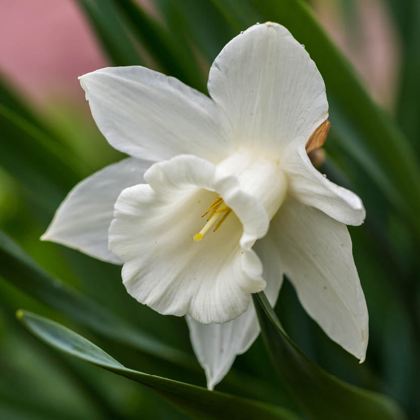 Eine Nahaufnahme einer Narcissus ‚Mount Hood‘ – Trompeten-Narzisse von Weijers in voller Blüte, die ihre zarten cremegelb-weißen Blütenblätter und gelben Staubblätter zeigt, umgeben von grünen Blättern während ihrer Blütezeit im April.