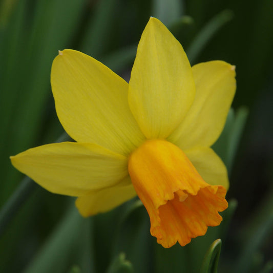 Eine Nahaufnahme der Narzisse „Jetfire“ (Cyclamineus-Narzisse) von Weijers im März–April, die eine gelbe Blüte mit einer orangefarbenen, trompetenförmigen Mitte vor einem verschwommenen grünen Blätterrückgrund zeigt.