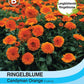 Ringelblume Candyman Orange - Königliche Gartenakademie