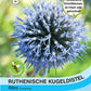 Ruthenische Kugeldistel - Königliche Gartenakademie