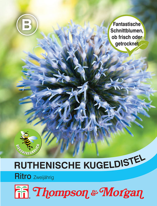 Ruthenische Kugeldistel - Königliche Gartenakademie