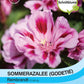 Sommerazalee  Godetia 'Rembrandt' - Königliche Gartenakademie