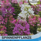 Spinnenpflanze Colour Fountain Mischung - Königliche Gartenakademie