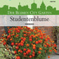 Tagetes Firebird - Königliche Gartenakademie