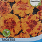 Tagetes (Studentenblume) Durango Bolero F1 - Königliche Gartenakademie