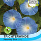 Trichterwinde Heavenly Blue - Königliche Gartenakademie