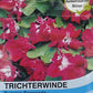 Trichterwinde Sunrise Serenade - Königliche Gartenakademie