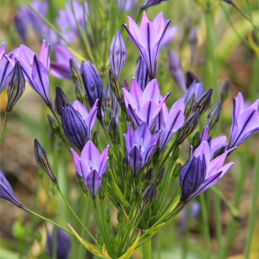 Triteleia laxa 'Königin Fabiola' Frühlingsstern von der Königlichen Gartenakademie zeigt zarte violette Blüten auf grünen Stängeln und Blättern, die während ihrer Blütezeit im Freien gedeihen.