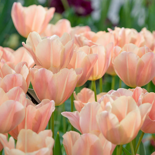 Tulipa 'Apricot Foxx' – Triumph-Tulpe von Weijers: zartrosa Blüten mit grünen Stielen, fotografiert bei natürlichem Licht während ihrer Blütezeit im April, vor dem Hintergrund von verschwommenem Laub.