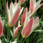 Nahaufnahme der Tulipa clusiana ‚Lady Jane‘ (Damen-Tulpe) von Weijers: frühblühende, rosa-weiße Tulpen mit spitz zulaufenden, zweifarbigen Blüten, die sich im natürlichen Sonnenlicht elegant von den grünen Blättern abheben.