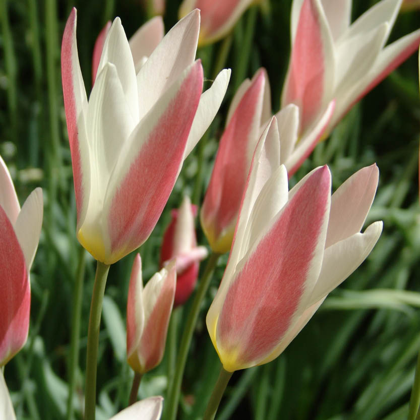 Nahaufnahme der Tulipa clusiana ‚Lady Jane‘ (Damen-Tulpe) von Weijers: frühblühende, rosa-weiße Tulpen mit spitz zulaufenden, zweifarbigen Blüten, die sich im natürlichen Sonnenlicht elegant von den grünen Blättern abheben.