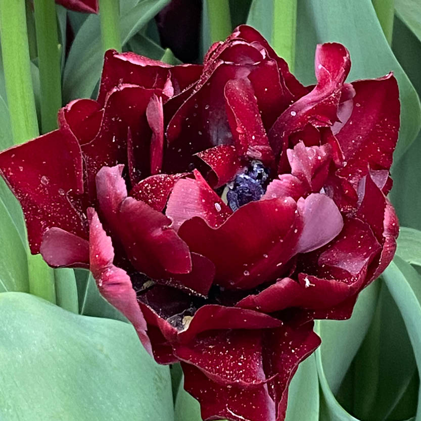 Eine Nahaufnahme von Tulipa 'Palmyra' Frühe Gefüllte Tulpe von Weijers zeigt braun-rote, gefüllte Blüten mit gewellten Blättern, leicht mit Pollen bestäubt und von grünen Blättern umgeben.