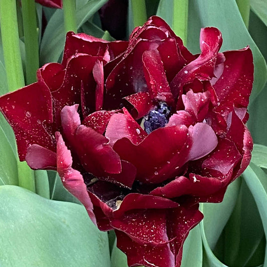 Eine Nahaufnahme von Tulipa 'Palmyra' Frühe Gefüllte Tulpe von Weijers zeigt braun-rote, gefüllte Blüten mit gewellten Blättern, leicht mit Pollen bestäubt und von grünen Blättern umgeben.