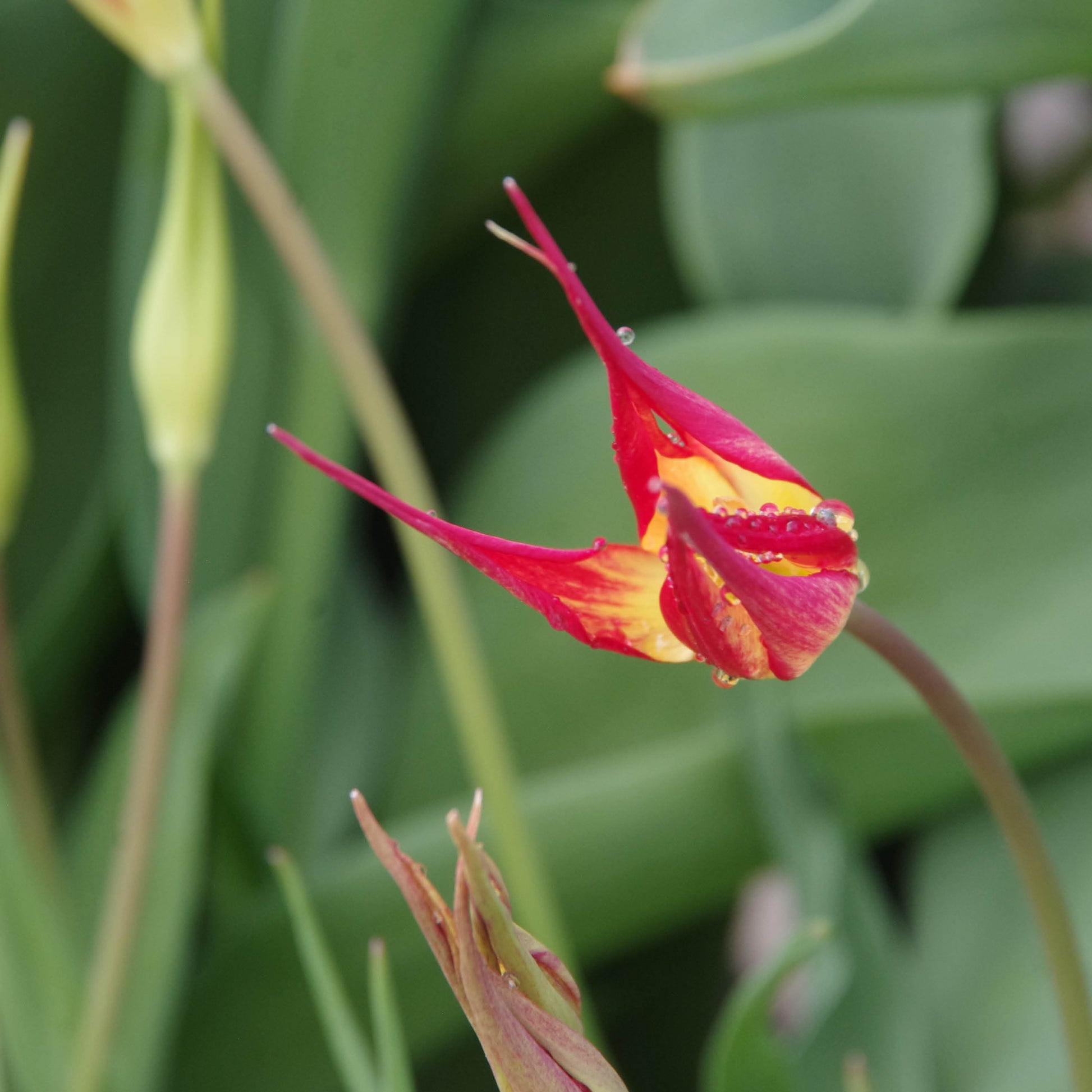 Tulipa acuminata - Königliche Gartenakademie