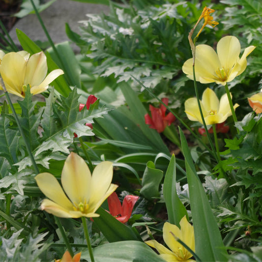 Die Wildtulpe Tulipa batalinii 'Bright Gem' von Weijers zeigt in einem Steingartenbeet leuchtend gelbe Blüten inmitten grüner, stacheliger Blätter und verleiht Ihrem Garten lebendige Farben und einen fröhlichen Frühlingscharme.