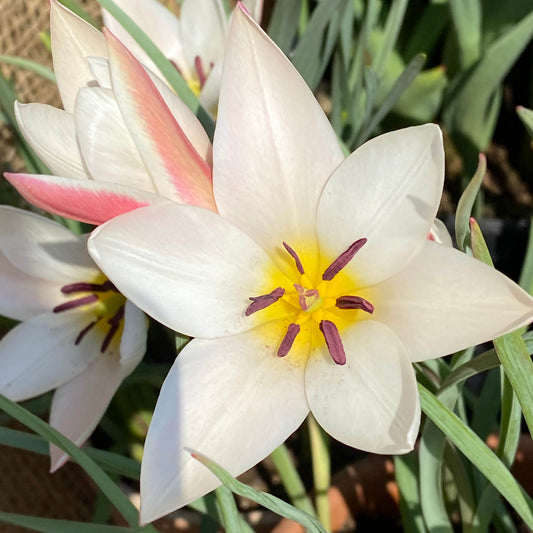 Nahaufnahme der Tulipa clusiana 'Lady Jane' (Damen-Tulpe) von Weijers, zu sehen sind weiße, spitze Blütenblätter mit rosa Rändern, eine gelbe Blütenmitte, dunkle Staubblätter, schlanke grüne Blätter und eine weitere Blüte im Hintergrund. Blütezeit: April–Mai.