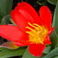 Tulipa Scarlet Baby - Königliche Gartenakademie