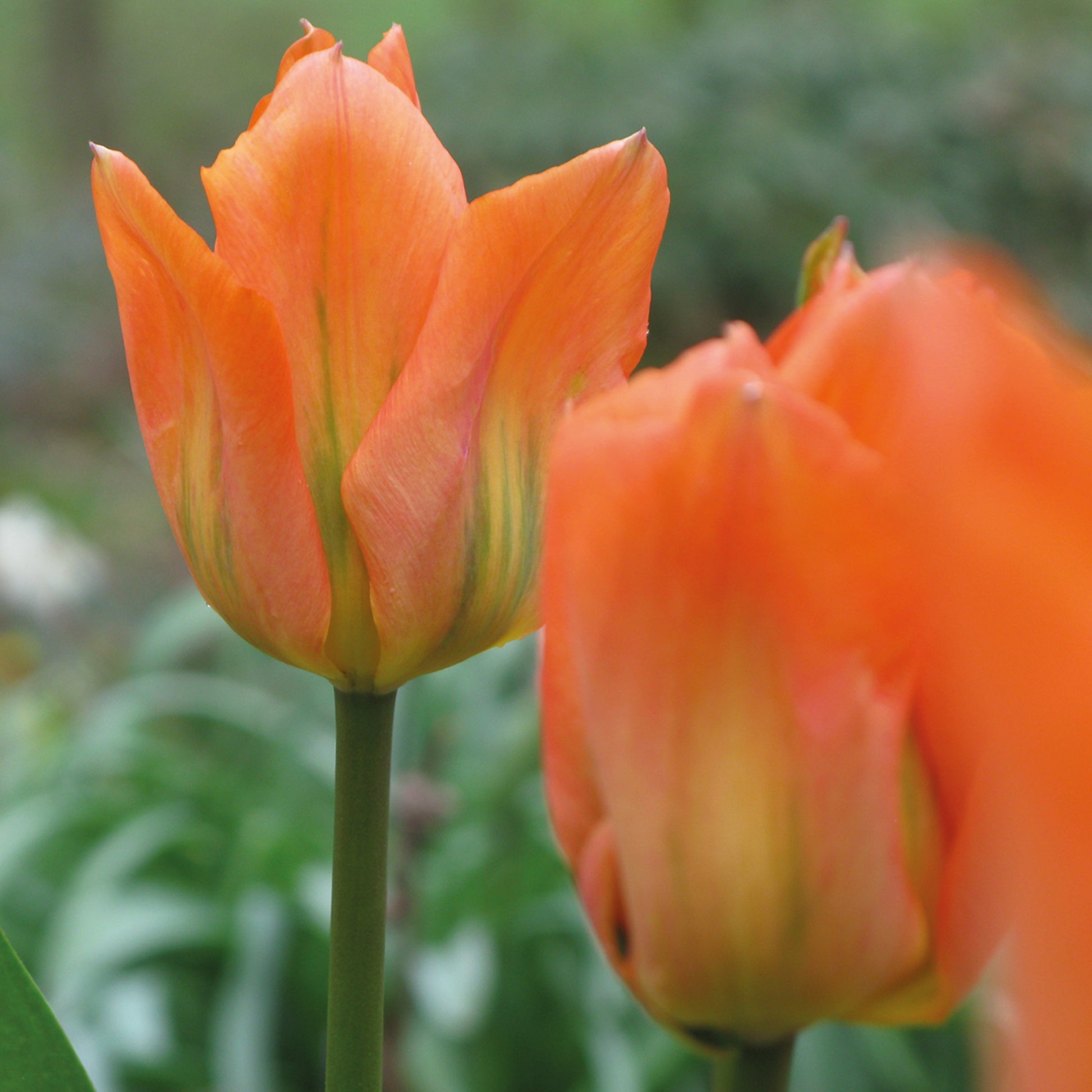 Tulipa 'Orange Emperor' - Königliche Gartenakademie