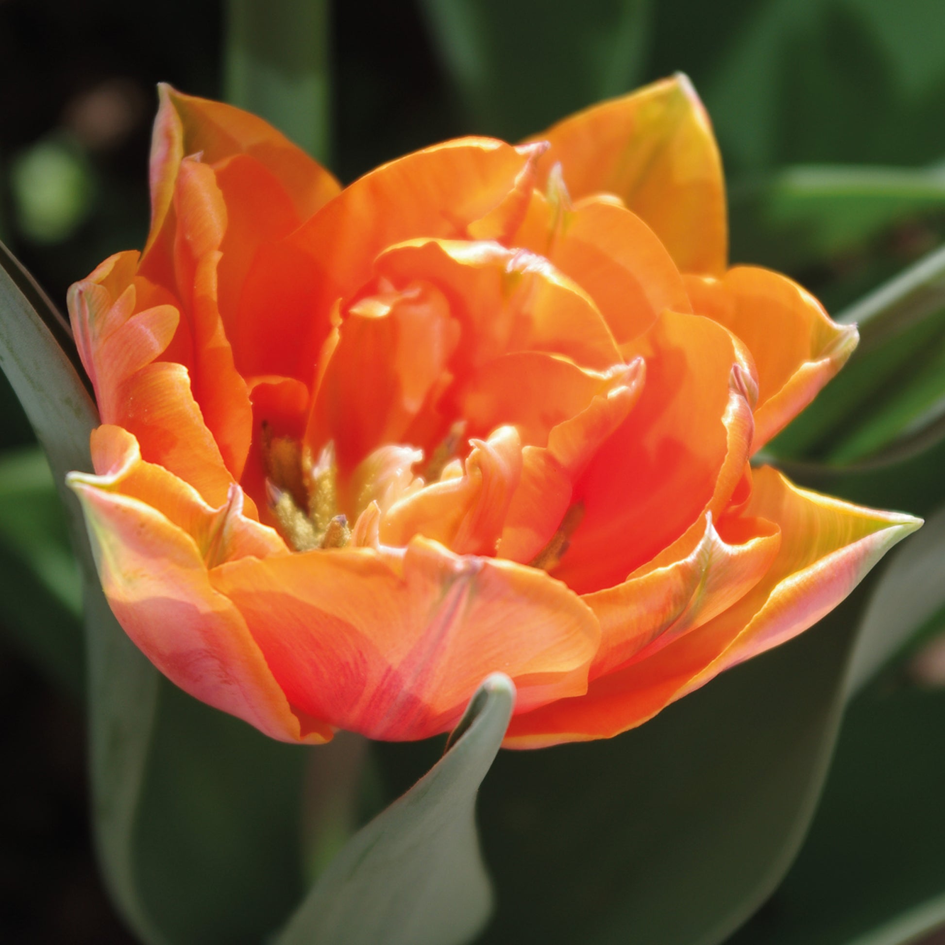 Nahaufnahme der Tulipa „Orange Princess“ (gefüllte späte Tulpe) von Weijers, die ihre geschichteten Blütenblätter und subtilen Farbnuancen zeigt. Grüne Blätter und ein unscharfer Rote-Bete-Hintergrund runden das Bild ab.