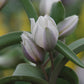 Tulipa polychroma - Königliche Gartenakademie