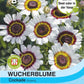 Wucherblume Cockade - Königliche Gartenakademie