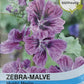 Zebra-Malve Mystic Merlin - Königliche Gartenakademie