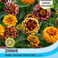 Zinnie Aztec Sunset Improved - Königliche Gartenakademie