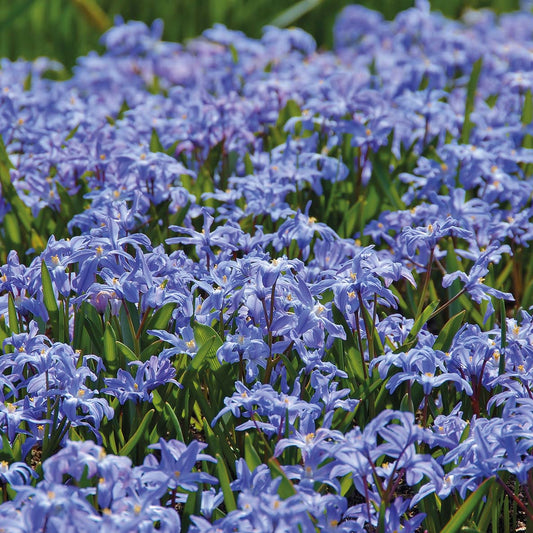 Chionodoxa luciliae - Königliche Gartenakademie