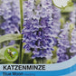 Katzenminze Blue Moon - Königliche Gartenakademie