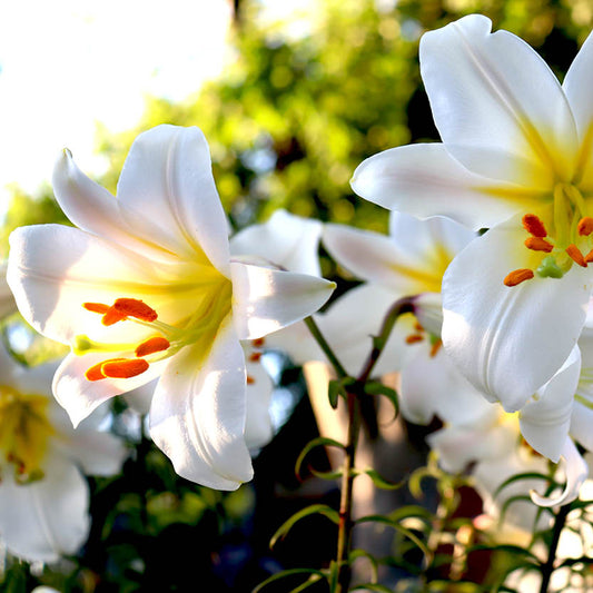 Nahaufnahme einer blühenden Lilium regale 'Album' von Weijers mit weißen Blütenblättern mit gelber Mitte und orangefarbenen Staubgefäßen vor einem grünen, unscharfen Hintergrund im Freien in hellem Sonnenlicht während der Blütezeit im Juli.