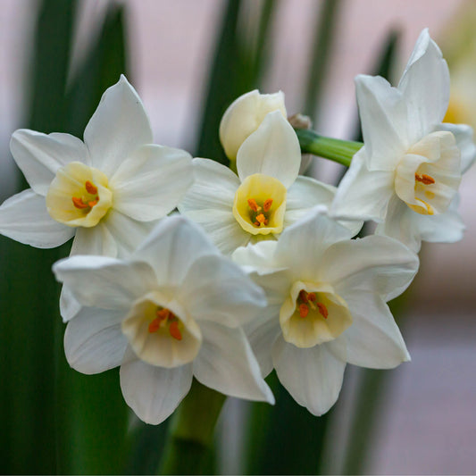 Eine Nahaufnahme der Blüten der Weijers-Narzisse (Narcissus taz.) ‚Ziva‘ – einer weißen Tazetta-Narzisse mit blassgelben Blütenmitten, die stark duftet – vor einem sanft verschwommenen Hintergrund aus Grün- und Rosatönen.