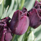 Nahaufnahme der Tulipa ‚Paul Scherer‘ – einer Triumph-Tulpe von Weijers – mit Wassertropfen auf ihren dunkelvioletten Blütenblättern vor einem verschwommenen grünen Hintergrund – diese schwarzen Tulpen erreichen Ende April ihre volle Blüte.