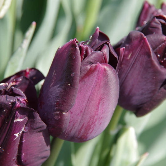 Nahaufnahme der Tulipa 'Paul Scherer' (Triumph-Tulpe) von Weijers, 50 cm hoch, mit Wassertropfen auf den Blütenblättern und sanft unscharf im Hintergrund abgebildeten grünen Blättern.