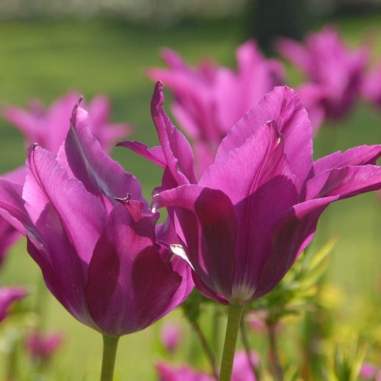 Nahaufnahme der leuchtenden Lilienblütigen Tulpe „Yume no Murasaki“ (ehemals „Purple Dream“) von Weijers in voller Blüte, deren magentafarbene Blütenblätter im Sonnenlicht strahlen. Ein weichgezeichneter Hintergrund aus weiteren Tulpen und Gras lässt eine lebendige Frühlingsszene erahnen.