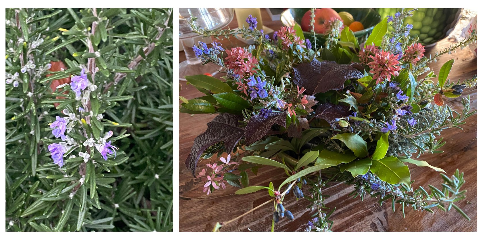 Rosemarinus repens 'Prostratus' & herbstlicher Blütenschmuck