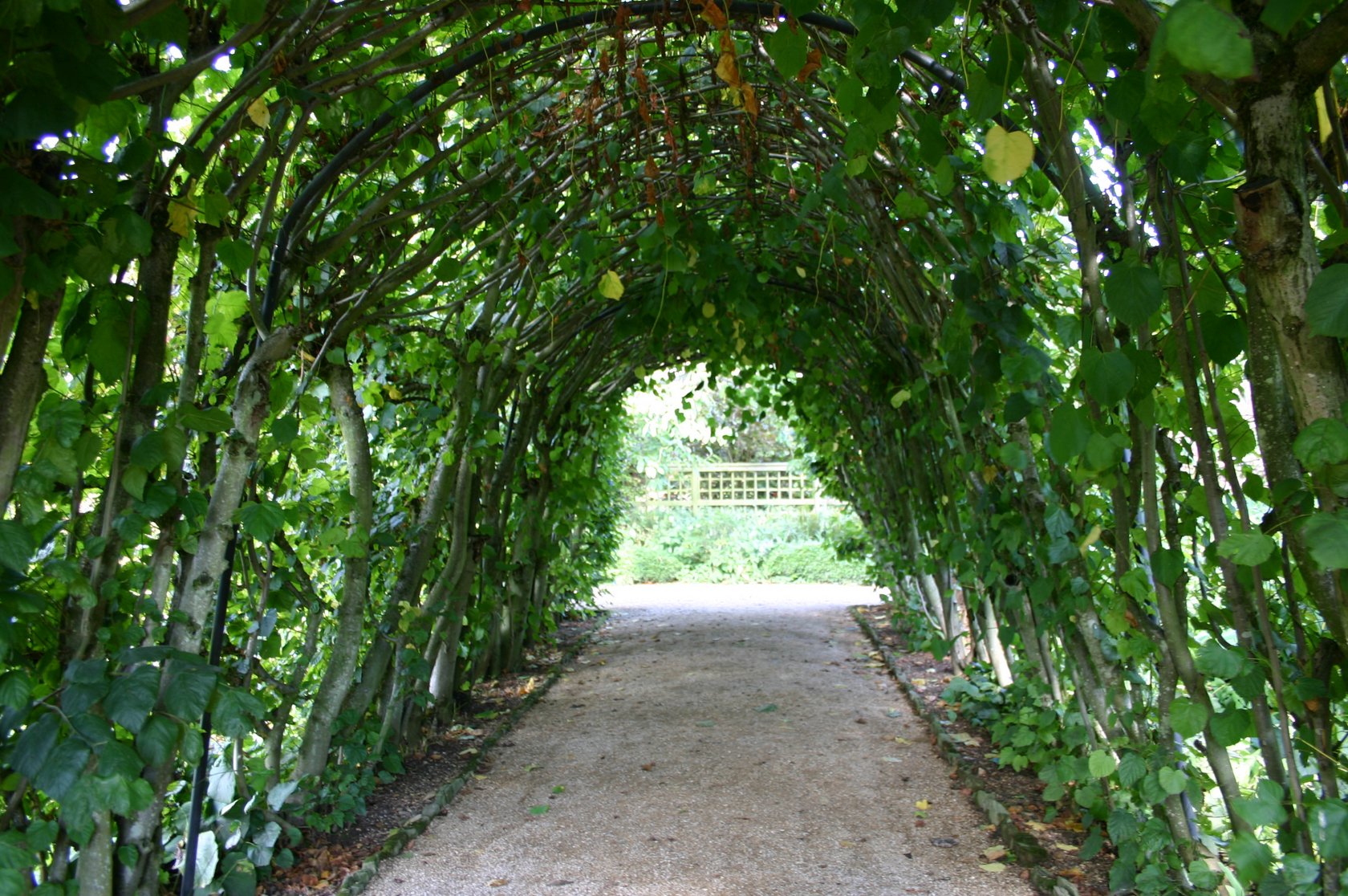 Hidcote Lindentunnel