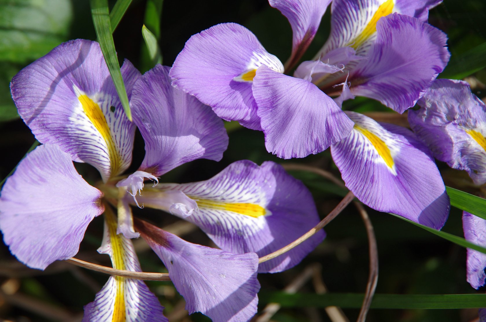 Iris unguicularis