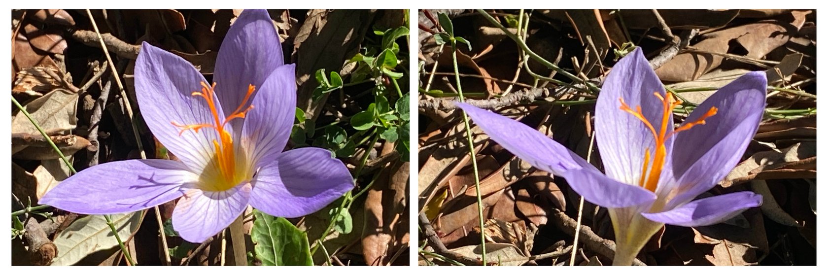 Crocus speciosus
