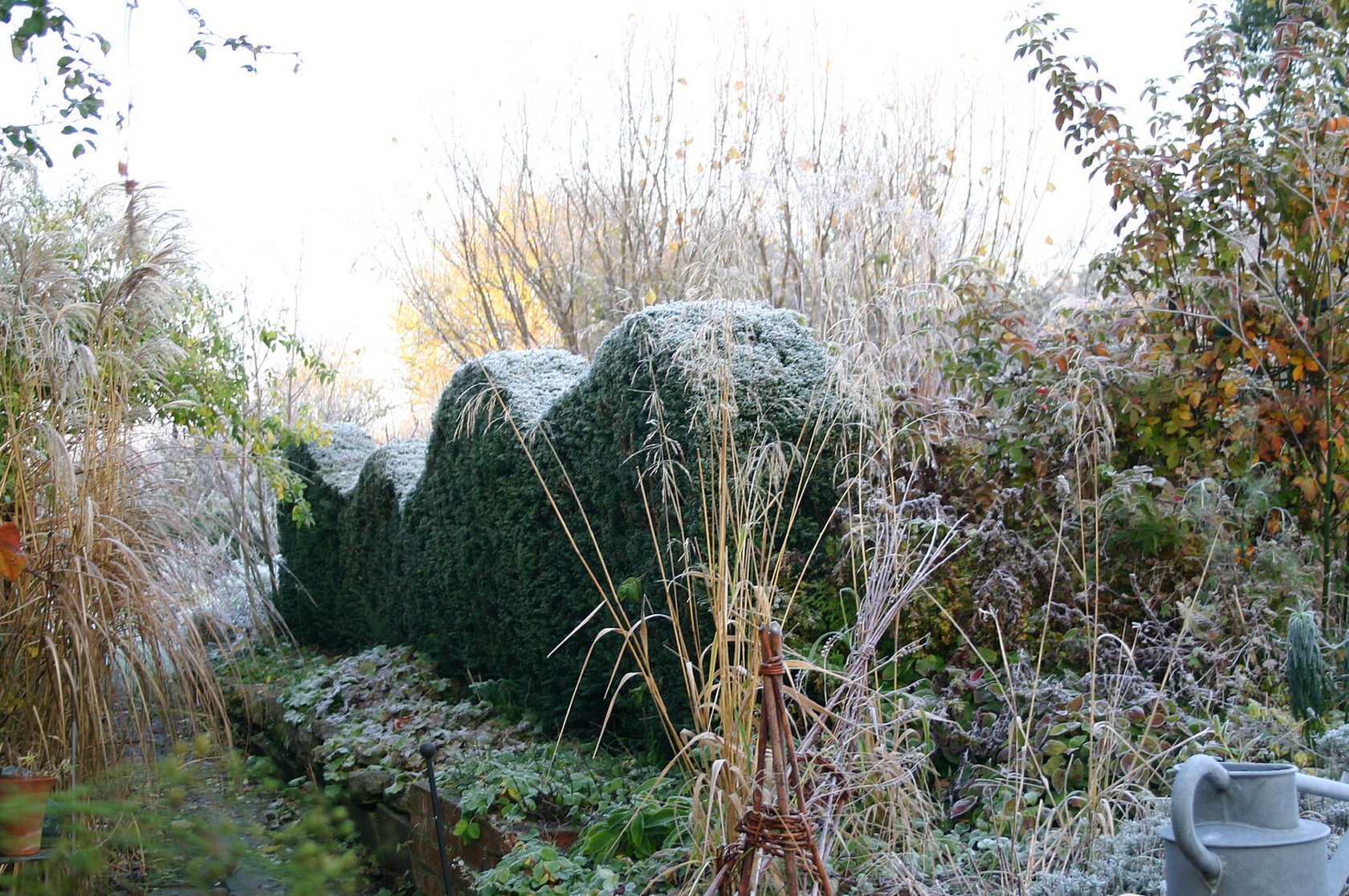 Coleshill Eibenwelle