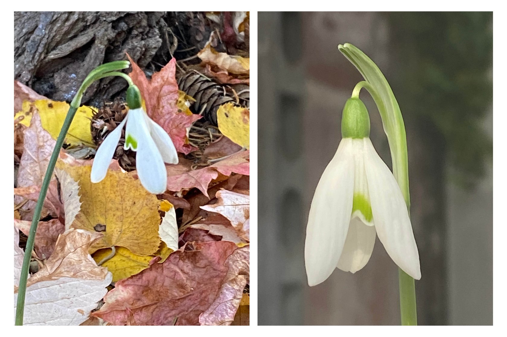 Galanthus reginae-olgae