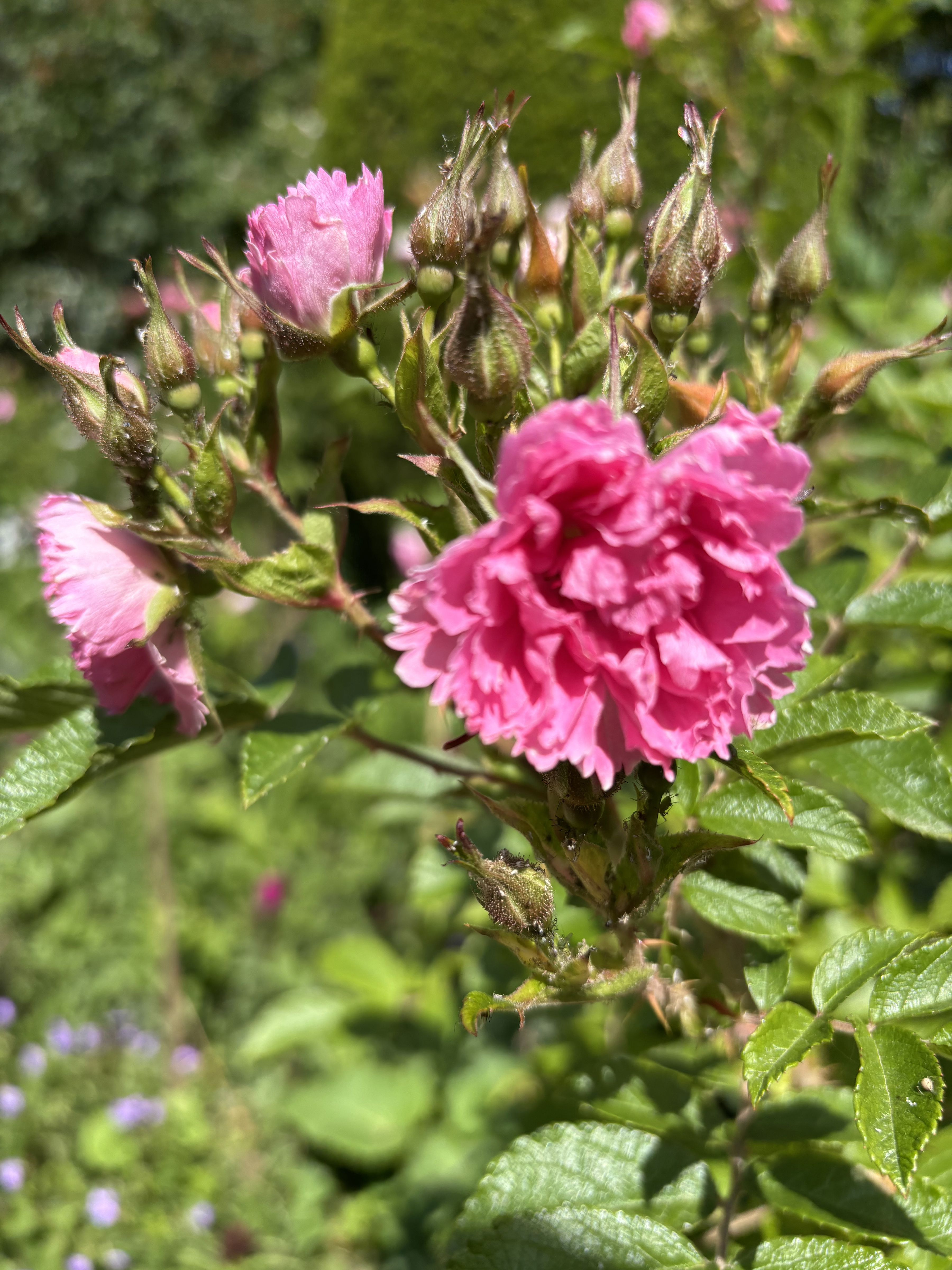 Rosa ‘Pink Grootendorst’