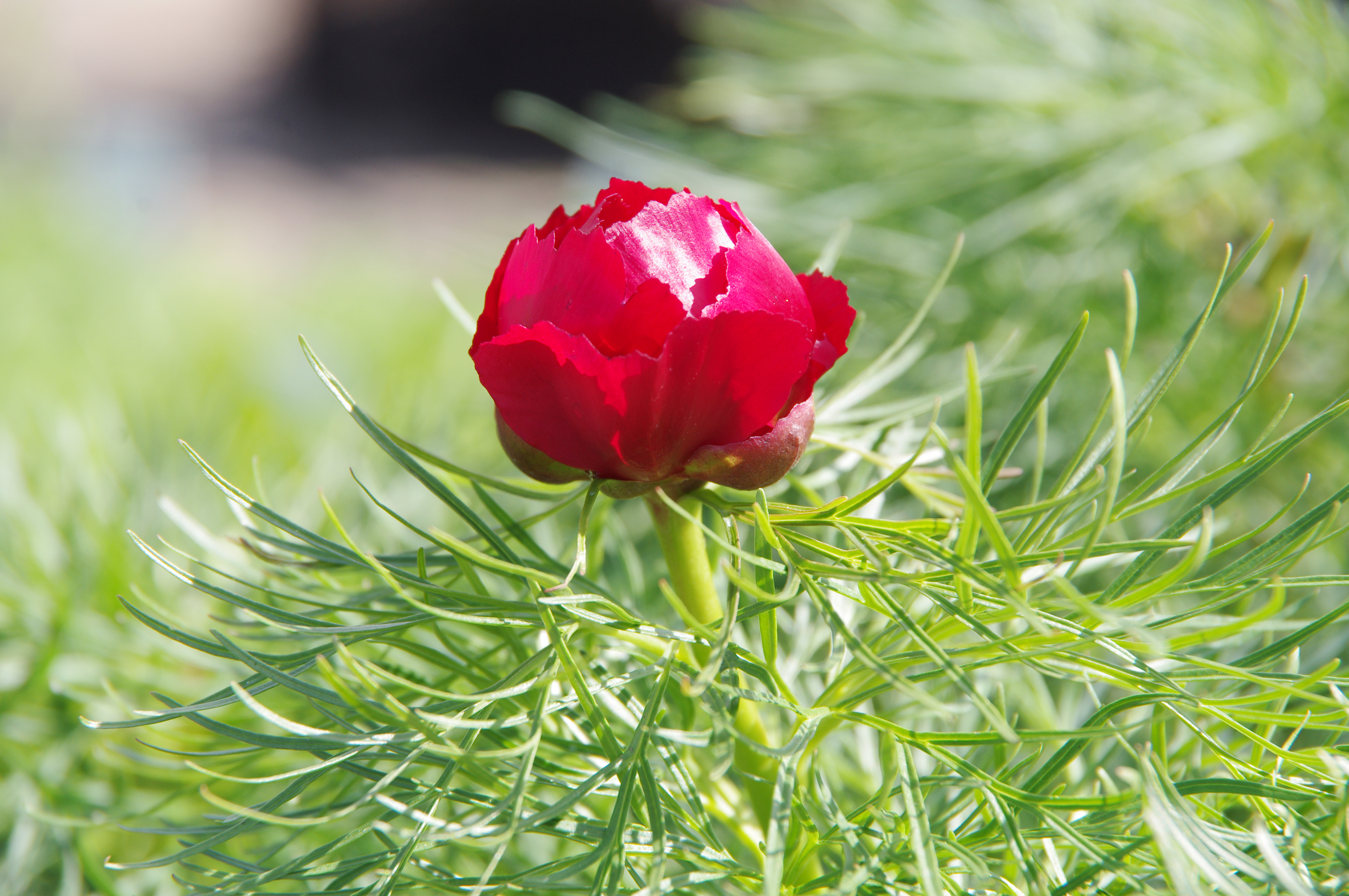 Paeonia tenuifolia