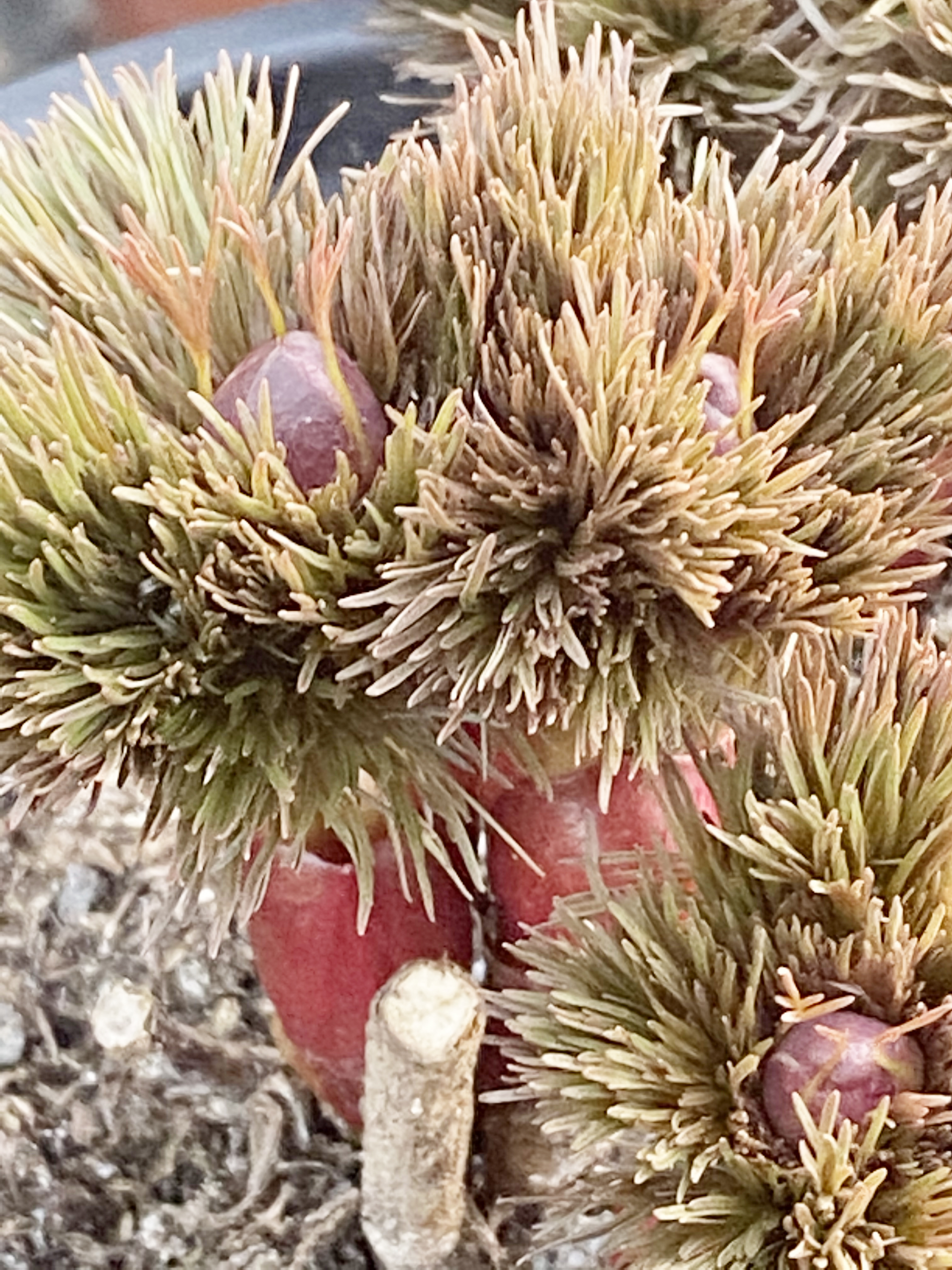 Paeonia tenuifolia