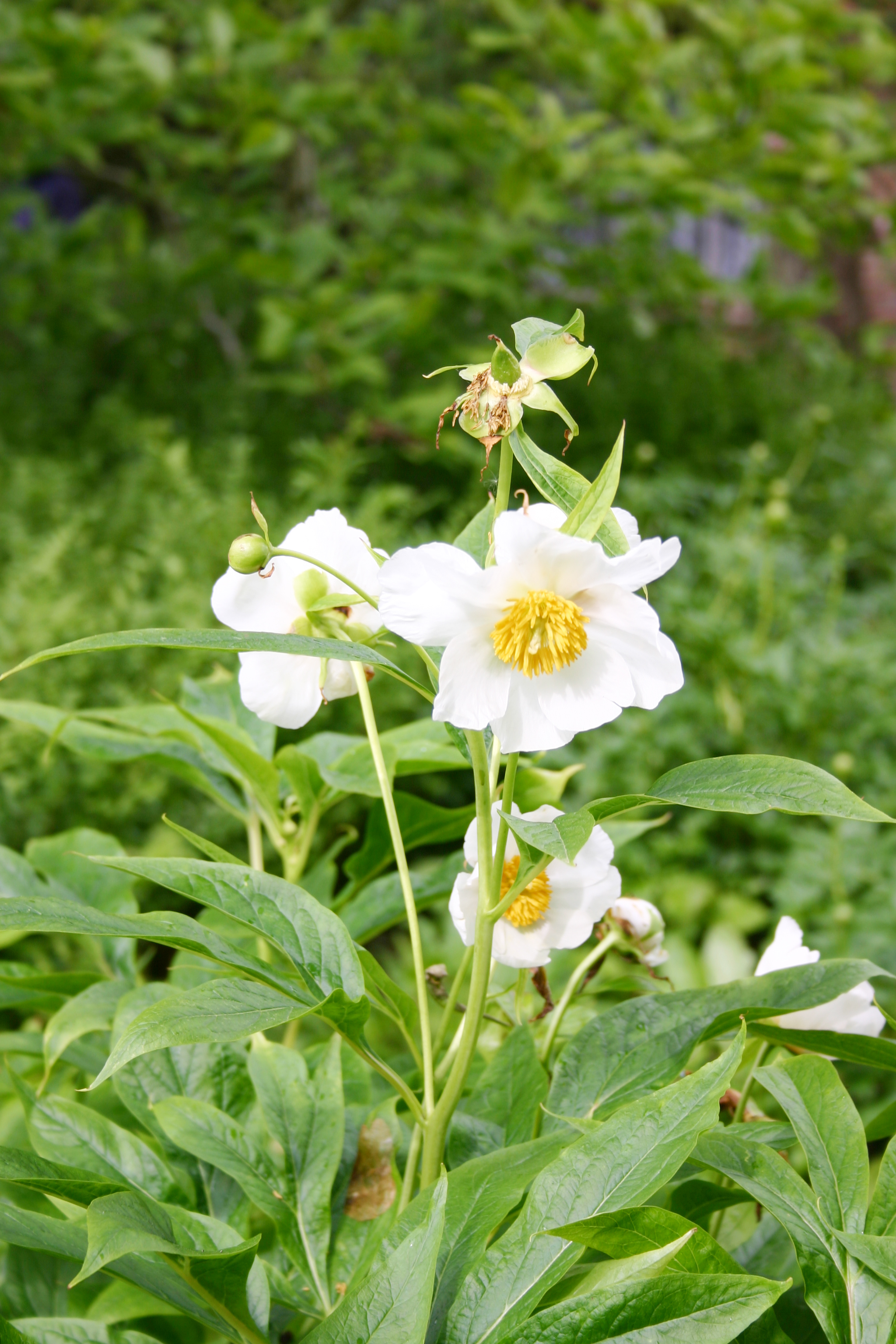 Paeonia ‘Late Windflower’