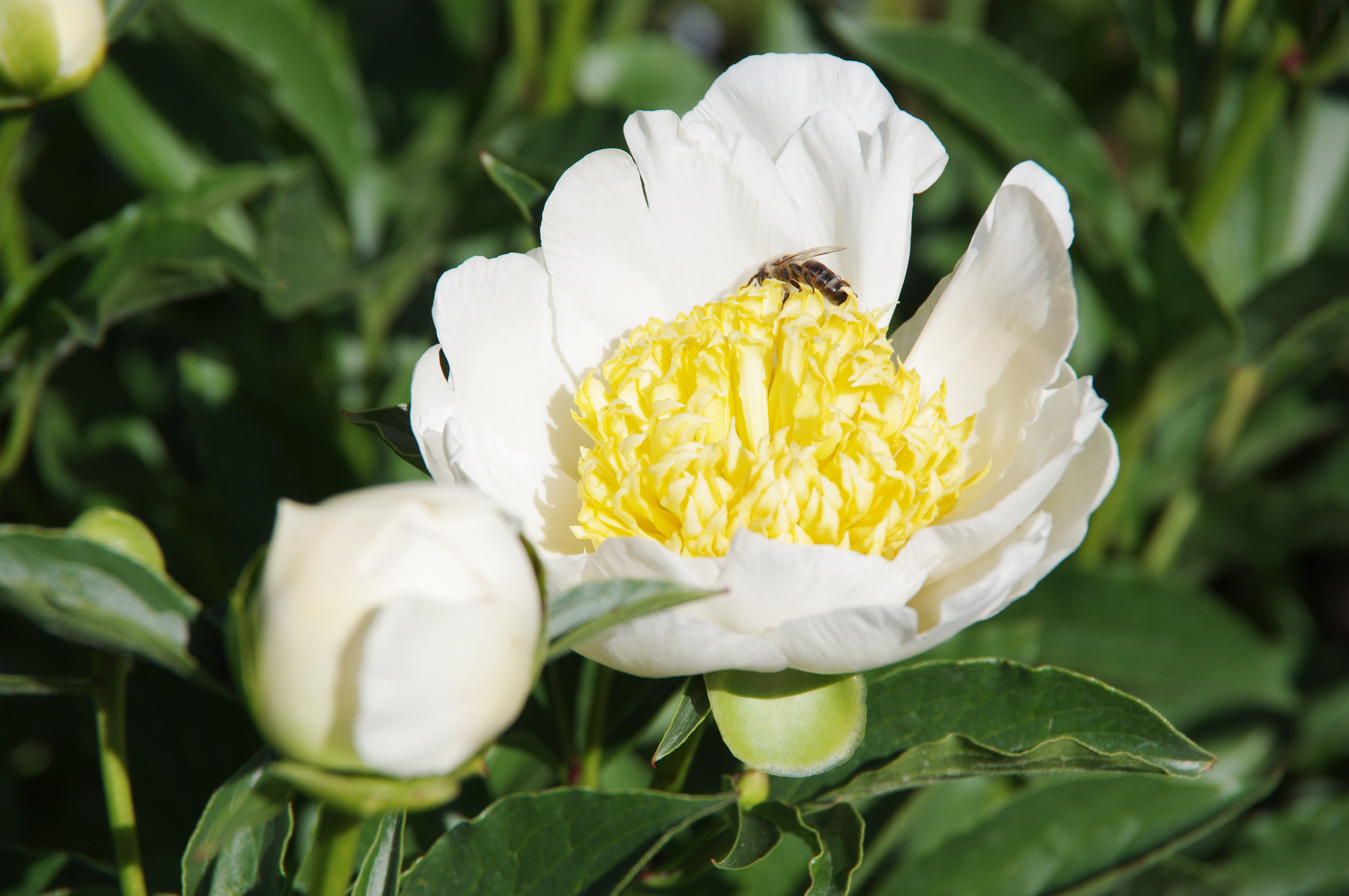 Paeonia ‘Jan Van Leeuwen’
