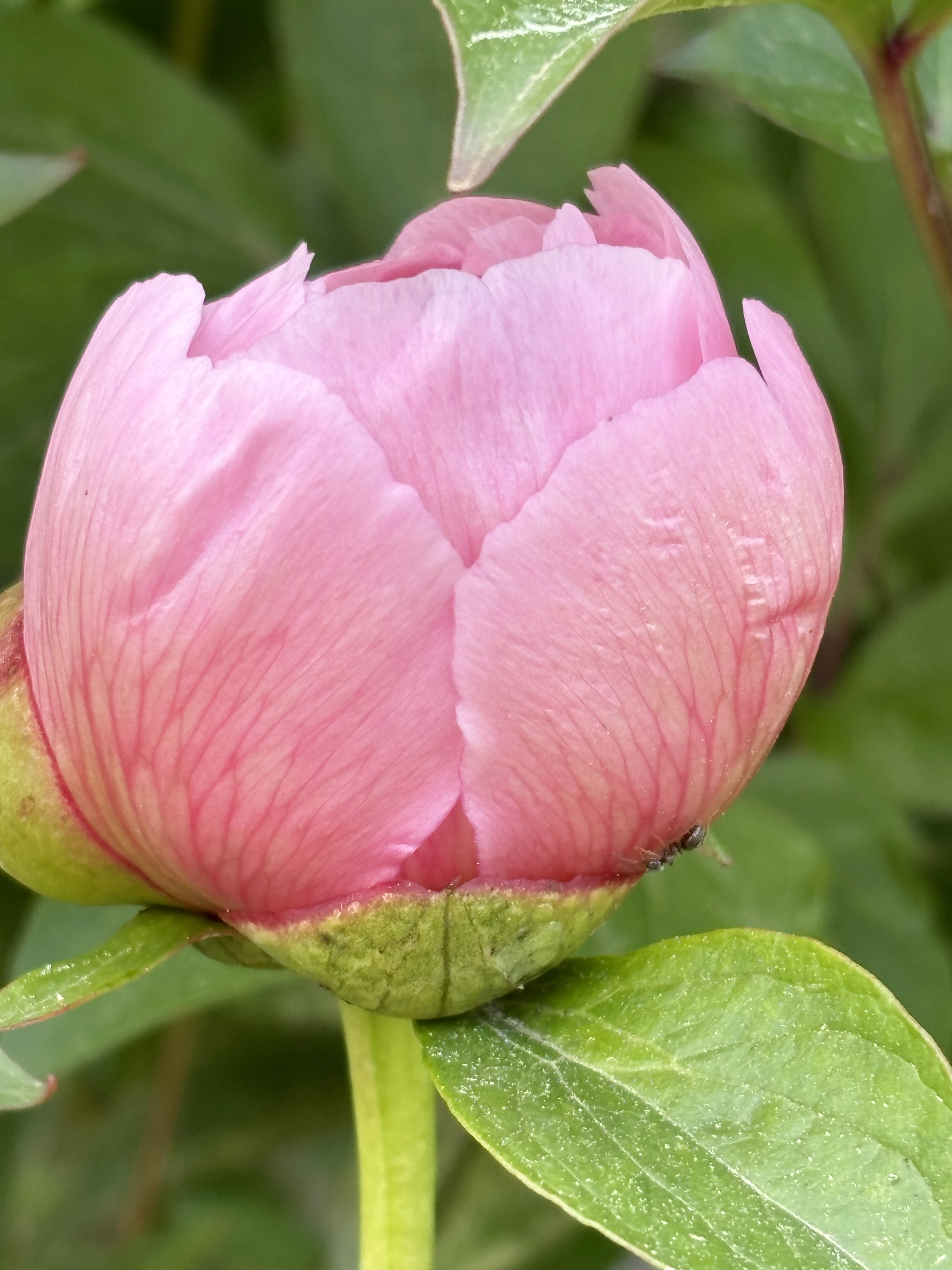 Paeonia ’Soft Salmon Saucer’